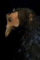 藍腹鷴藏品圖，第2張
